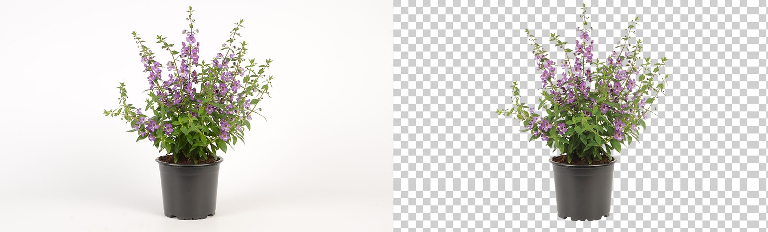 clipping path banner 5